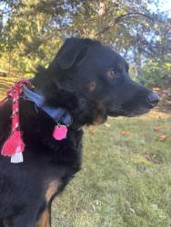 Found/Stray Male Dog last seen 200th avenue southeast, Sammamish, WA 98075