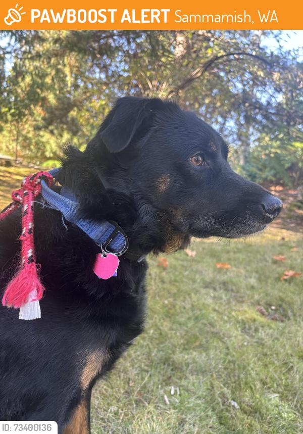Found/Stray Male Dog last seen 200th avenue southeast, Sammamish, WA 98075