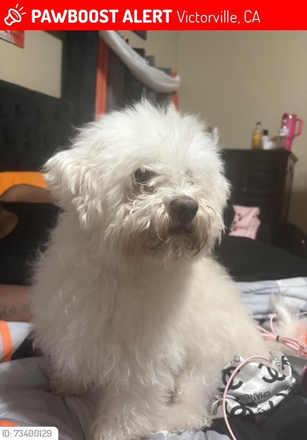 Lost Male Dog last seen Near victorville ca, Victorville, CA 92394