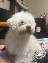 Lost Male Dog last seen Near victorville ca, Victorville, CA 92394