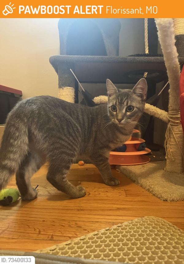Found/Stray Male Cat last seen Pirrone’s Pizza, Florissant, MO 63033