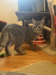 Found/Stray Male Cat last seen Pirrone’s Pizza, Florissant, MO 63033