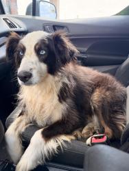 Found/Stray Female Dog last seen Near Babbs rd, Roane County, TN 37771