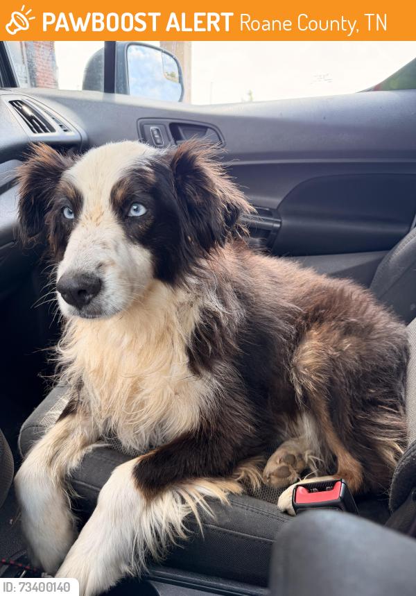 Found/Stray Female Dog last seen Near Babbs rd, Roane County, TN 37771