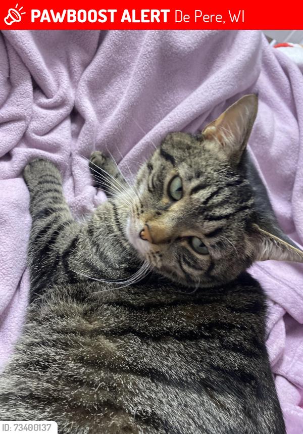 Lost Male Cat last seen Dickinson elementary, De Pere, WI 54115