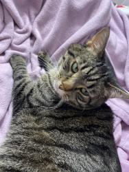 Lost Male Cat last seen Dickinson elementary, De Pere, WI 54115