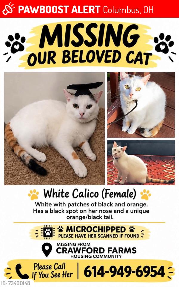 Lost Female Cat last seen Near farmhill dr blacklick ohio, Columbus, OH 43004
