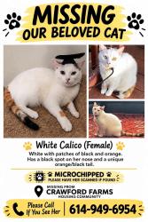 Lost Female Cat last seen Near farmhill dr blacklick ohio, Columbus, OH 43004