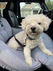Found/Stray Male Dog last seen Valleycreek & Prince Edward, Brampton, ON 