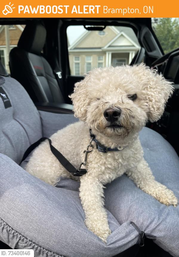 Found/Stray Male Dog last seen Valleycreek & Prince Edward, Brampton, ON 