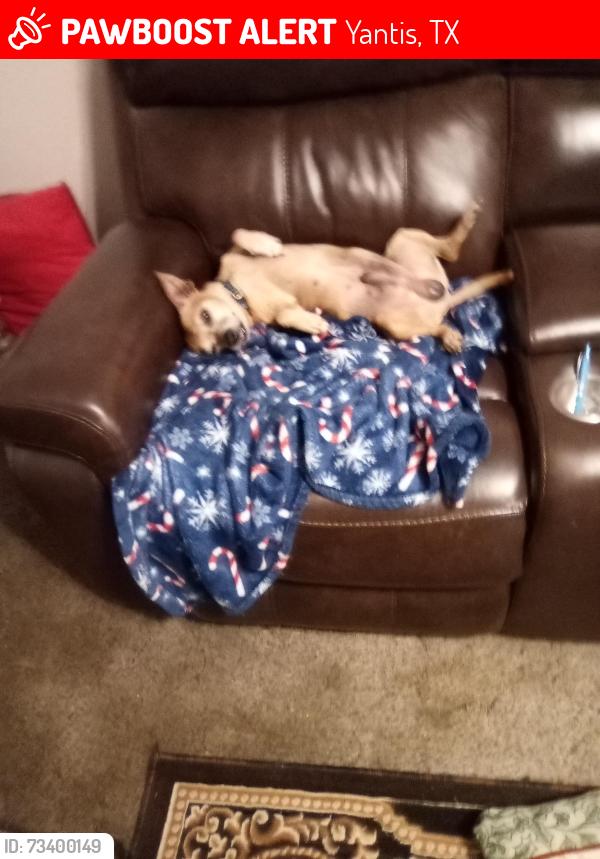 Lost Male Dog last seen Red Bird Cove, Yantis, TX 75497