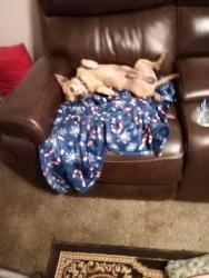 Lost Male Dog last seen Red Bird Cove, Yantis, TX 75497