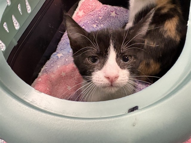 Shelter Stray Female Cat last seen Near BLOCK HIGHWAY 111, PALM DESERT, CA, 72050 Pet Land Pl, Thousand Palms, CA 92276, USA