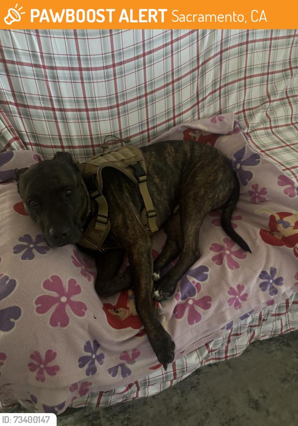 Found/Stray Male Dog last seen Near village Cir Sacramento California 95838, Sacramento, CA 95838