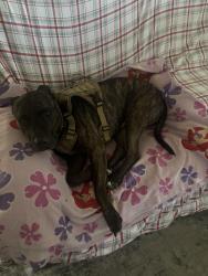 Found/Stray Male Dog last seen Near village Cir Sacramento California 95838, Sacramento, CA 95838
