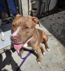 Shelter Stray Female Dog last seen , 1850 W 60th St, Los Angeles, CA 90047, USA