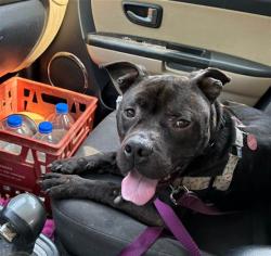 Shelter Stray Male Dog last seen Near BLOCK S PRESTON ST, 3528 Newburg Rd, Louisville, KY 40218, USA