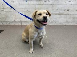 Shelter Stray Female Dog last seen GARDENA ST AND PENNSLYVANNIA, 333 Chandler Pl, San Bernardino, CA 92408, USA