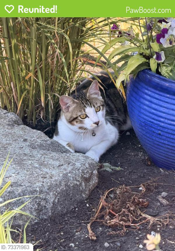 Reunited Male Cat last seen N Whitman, Tacoma, WA 98407