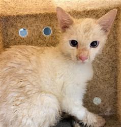 Shelter Stray Male Cat last seen Near BLOCK LA SIERRA AVE, RIVERSIDE, CA, 6851 Van Buren Boulevard, Jurupa Valley, CA 92509, USA