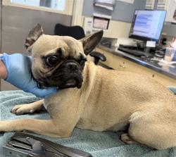 Shelter Stray Female Dog last seen Near BLOCK PINEWOOD ST, PERRIS, CA, 6851 Van Buren Boulevard, Jurupa Valley, CA 92509, USA