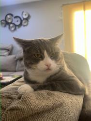 Lost Male Cat last seen W 87th st and oketo av. He was nearby the Nile restaurant, the nut hse. Someone said he saw a cat behind the building, by the dumpsters, we looked there but didn’t find him but he is there, Bridgeview, IL 60455