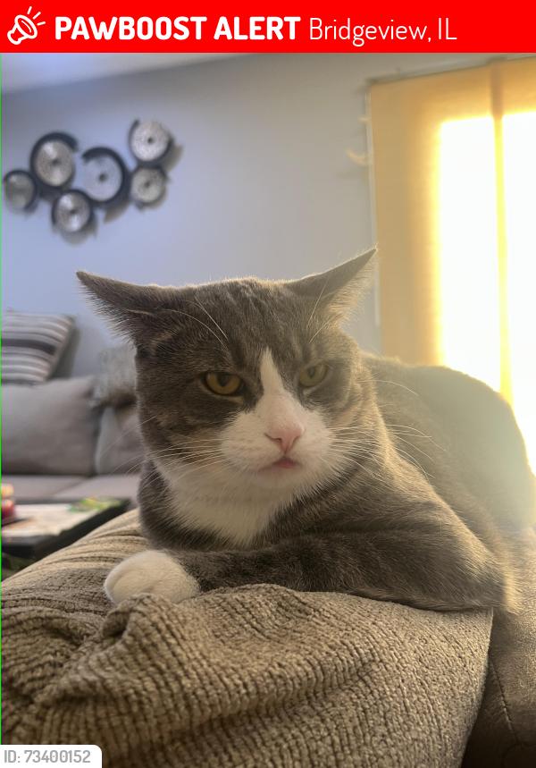 Lost Male Cat last seen W 87th st and oketo av. He was nearby the Nile restaurant, the nut hse. Someone said he saw a cat behind the building, by the dumpsters, we looked there but didn’t find him but he is there, Bridgeview, IL 60455