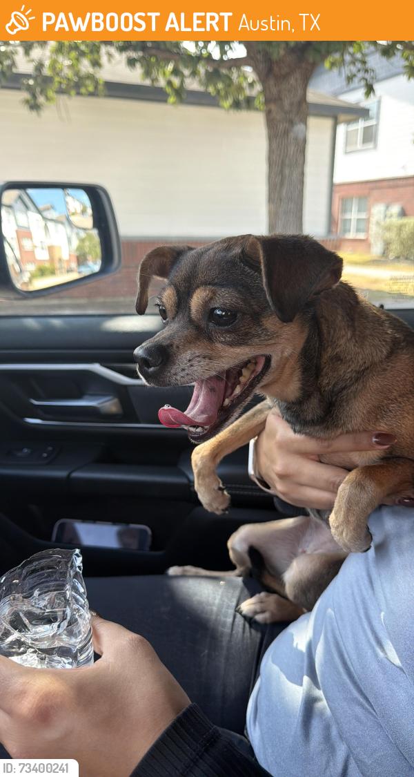 Found/Stray Female Dog last seen Brand Rd and slaughter ln, Austin, TX 78744