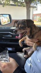 Found/Stray Female Dog last seen Brand Rd and slaughter ln, Austin, TX 78744