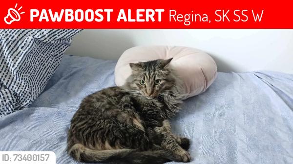 Lost Male Cat last seen Castle Rd near Pells Dr, Regina, SK S4S 4W1