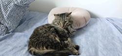 Lost Male Cat last seen Castle Rd near Pells Dr, Regina, SK S4S 4W1