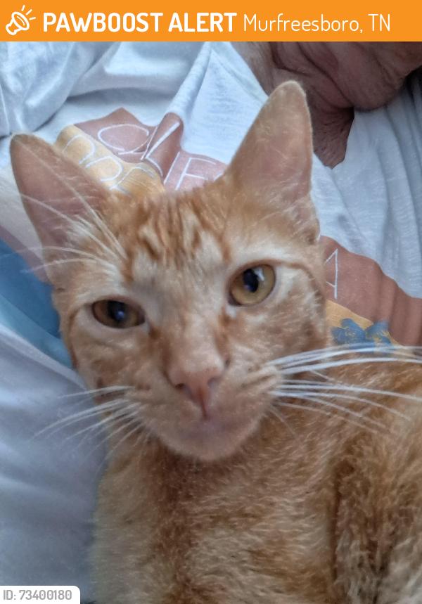 Found/Stray Male Cat last seen South church st, Murfreesboro, TN 37128