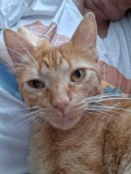 Found/Stray Male Cat last seen South church st, Murfreesboro, TN 37128