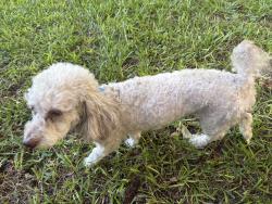 Found/Stray Male Dog last seen University hosp, Mobile, Mobile, AL 36617