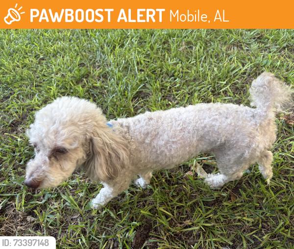 Found/Stray Male Dog last seen University hosp, Mobile, Mobile, AL 36617
