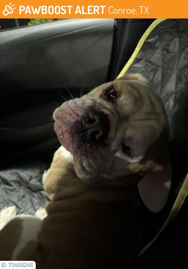 Found/Stray Female Dog last seen Creighton Rd between Moorhead Rd and F.M. 1314, Conroe, TX 77302