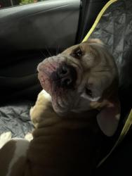 Found/Stray Female Dog last seen Creighton Rd between Moorhead Rd and F.M. 1314, Conroe, TX 77302