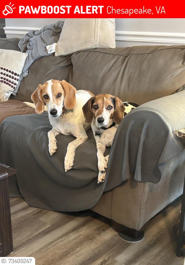 Lost Female Dog last seen Ballahack and Riverwood Crescent, Chesapeake, VA 23322