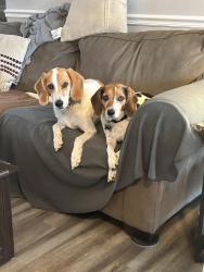 Lost Female Dog last seen Ballahack and Riverwood Crescent, Chesapeake, VA 23322