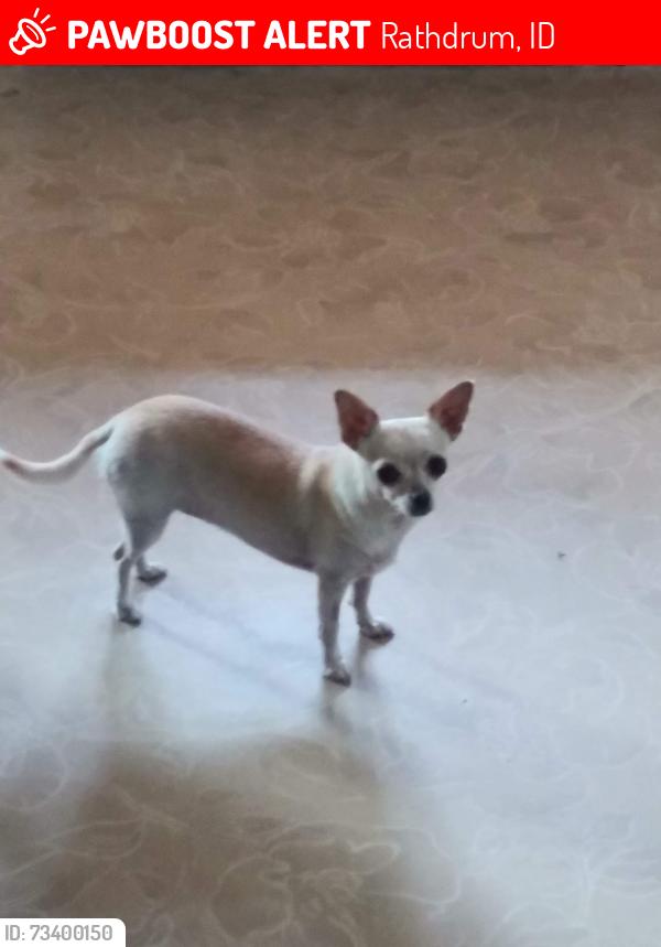 Lost Female Dog last seen Near W. Hwy 53, Rathdrum, Rathdrum, ID 83858