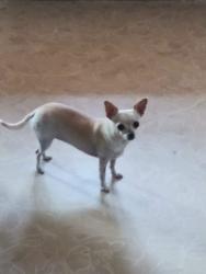 Lost Female Dog last seen Near W. Hwy 53, Rathdrum, Rathdrum, ID 83858
