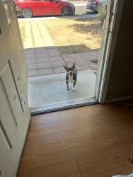 Found/Stray Female Dog last seen by the quiktrip, Peoria, AZ 85345
