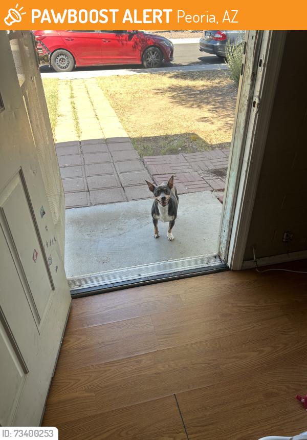 Found/Stray Female Dog last seen by the quiktrip, Peoria, AZ 85345
