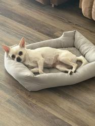 Lost Female Dog last seen Near apmts, Palmdale, CA 93550