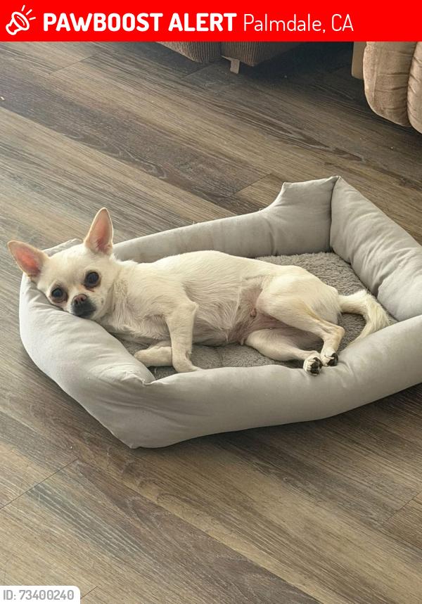 Lost Female Dog last seen Near apmts, Palmdale, CA 93550