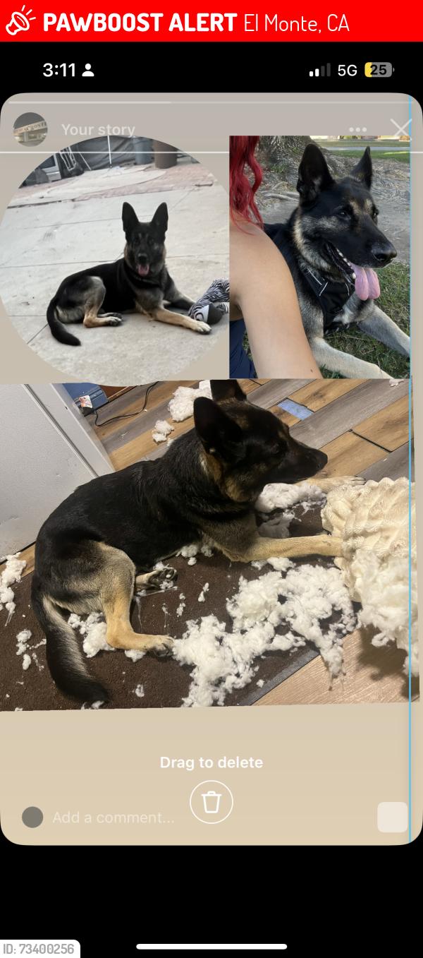 Lost Male Dog last seen Woodville on peck rack and forest grove, El Monte, CA 91732
