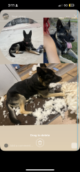 Lost Male Dog last seen Woodville on peck rack and forest grove, El Monte, CA 91732