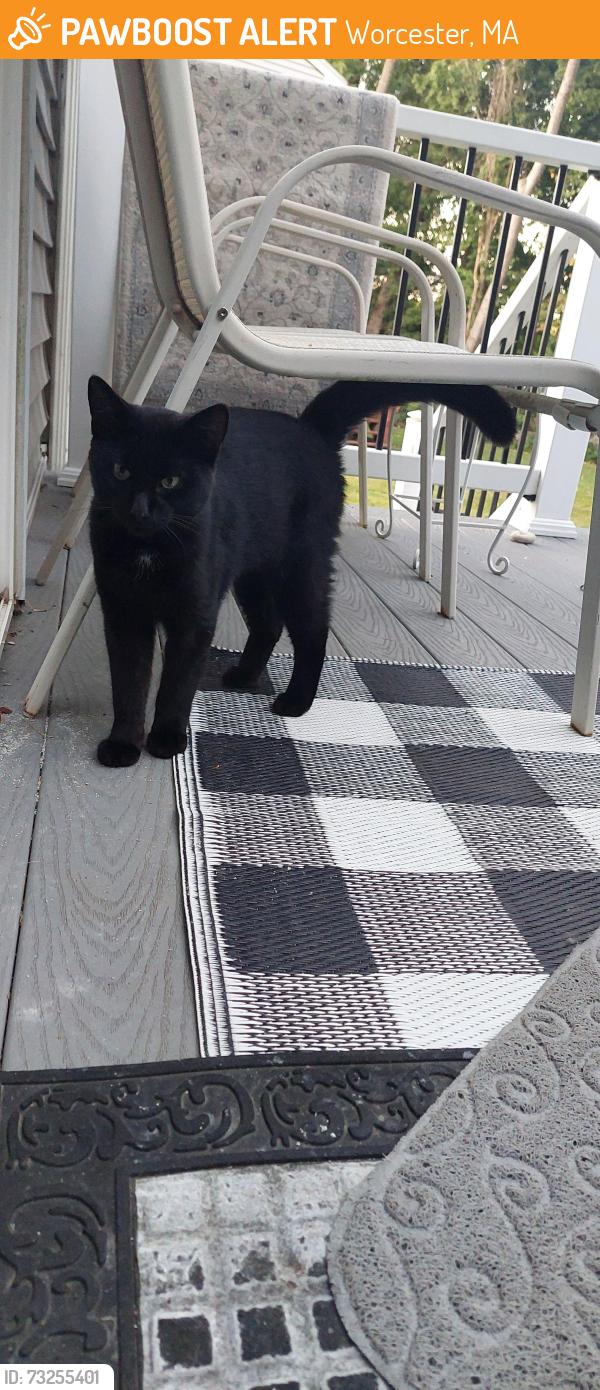 Found/Stray Unknown Cat last seen Grafton st, Worcester, MA 01604