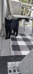Found/Stray Unknown Cat last seen Grafton st, Worcester, MA 01604