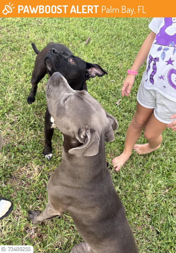 Found/Stray Female Dog last seen Corner of Hyacinth & Picasso, Palm Bay, FL 32907